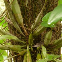 Dendrobium anosmum Lindl.